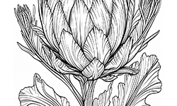artichoke for adults