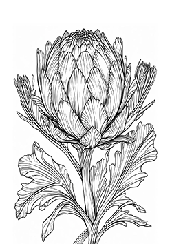 artichoke for adults