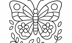 beautiful butterfly