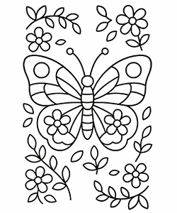 beautiful butterfly