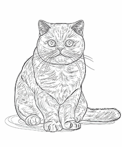 cats