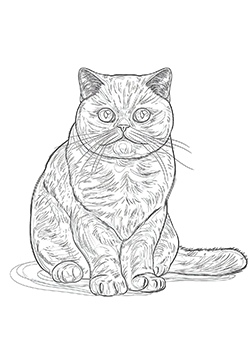 cats