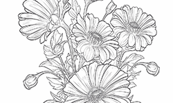 daisies
