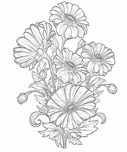 daisies