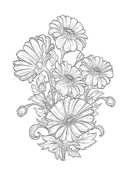 daisies