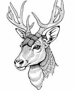 majestic deer