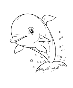 dolphin minikids