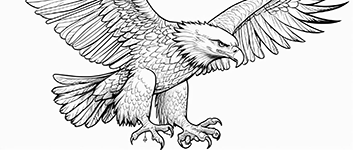 hawk
