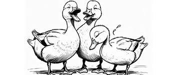 ducklings