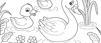 swans and ducks to coloring