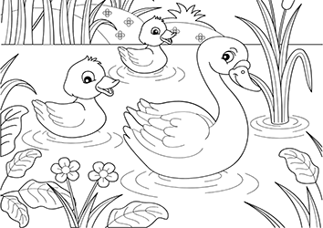 swans and ducks to coloring